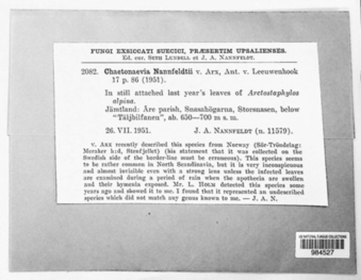 Chaetonaevia image